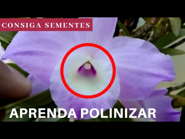 COMO POLINIZAR SUA ORQUÍDEA