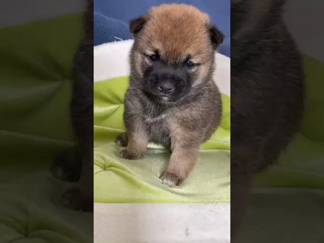 動画