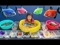 Download Lagu Mencampur Ikan Warna-warni ke Kolam Ikan Parrot, Komet, Cupang, Bawal, Sapu-sapu, Lele, Palmas, Koi