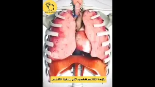بهذا التناغم الشديد تتم عملية التنفس 