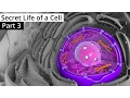 Lagu The Secret Life of a Cell, Part 3 - The Nucleus