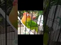 Download Lagu Lovebird nyasa gacor ngekek panjang