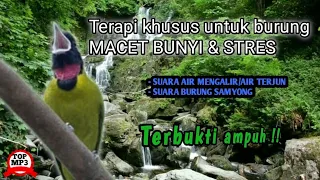 suara terapi khusus untuk burung macet bunyi dengan kombinasi suara burung samyong dan gemericik air