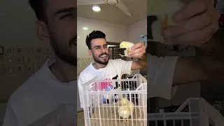 هم تحبون الكتاكيت مهيمن علاء  هم تحبون الكتاكيت مهيمن علاء