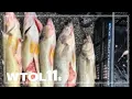 Suspects in Cleveland fishing tournament cheating scandal plead guilty