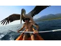 Download Lagu GoPro: Pelican Learns To Fish