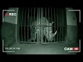 Zoo Escape at Midnight | Animal Caught in 4K
