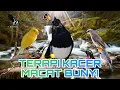 Download Lagu Coba Suara Ini Agar Kacer Gacor Kembali | Terapi Kacer Hilang Fighter Dan Macat Bunyi