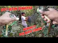 Download Lagu BERPETUALANG SENDIRI MIKAT BURUNG KAPAS TEMBAK DI DALAM HUTAN SUMATERA