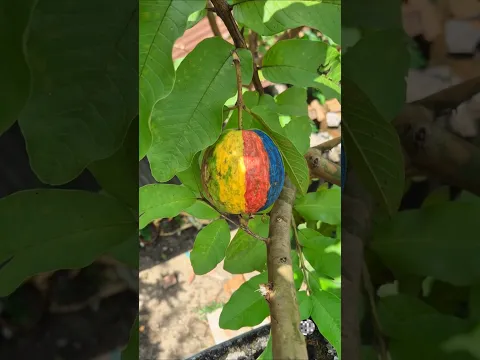 7 Colour Guava #shorts #shortvideo