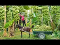 Download Lagu Use a Horse Cart To Harvest Lots of Bananas Goes To Countryside Market Sell for Villager