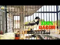 Download Lagu Kicauan Glatik Batu Super Gacor, Glatik Apapun Langsung Cepat Gacor