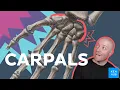 Learn all 8 carpal bones in 12 minutes Kenhub