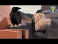 [SFM] Don't Throw Rocks at Crows