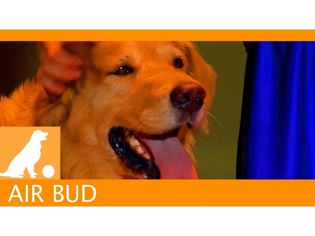 Air Bud Sports News - Halftime Show