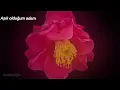 Myriam Hernandez - El Hombre Que Yo Amo (Türkçe Çeviri)
