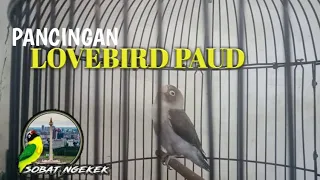 Download Masteran Pancingan Lovebird Paud , cocok untuk balibu belajar ngekek MP3