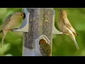Relaxing Bird Sounds 4K ~ Birds Singing Heal Stress, Anxiety And Depression, Heal The Mind
