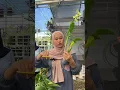 Download Lagu Busuk batang? Gaada solusi selain dipotong…#anggrek #anggrekcantik #anggrekindonesia  #anggrekbulan