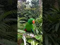 Suara kicauan Nuri Bayan