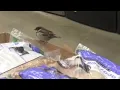 WILD birds shoplifting at Lowes