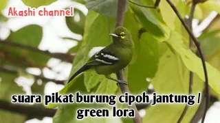 Download Suara pikat burung cipoh jantung / green lora mp3 MP3