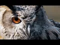 Download Lagu Owl Sound | Owl Sound Effects | Owl Singing | Owl Calls | Owl Noises | Nature Sounds | No Music