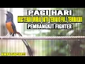 Download Lagu MASTERAN TERBAIK MURAI BATU GACOR ISIAN KENARI CILILIN LOVEBIRD KAPAS TEMBAK PRENJAK BETINA