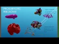PROKARYOTIC EUKARYOTIC RIBOSOMES