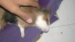 guinea pig is dying
