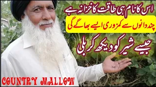 Download country mallow 3 in urdu | kanghi boti ke fayde | jadi botiyo ki pehchan or fayde | کنگھی بوٹی | MP3