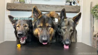 German Shepherd Food Review 