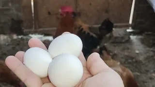 إزاي اخلي الفراخ البياضة متقطعش بيض نهائي 