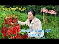 Download Lagu 492/ Picking Grapes for Free at 10pm, Like Making Grape Syrup, Hamburger for Kids…