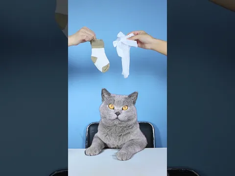 Download MP3 Let's Guess The Ending Of  MAID CAT!😏🤪| Funny Cat TikTok Challenge  #funnycat #catsoftiktok  #shorts