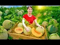 Download Lagu Harvesting Cantaloupe Goes to Market Sell – Distillation and Preservation of Lard