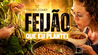Colheita do dia: FEIJÃO da HORTA virou a comida pra RELAXAR (ASMR)