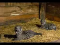 Download Lagu QARAMTA AND TANIA'S NEWBORN JAGUAR CUBS BRING HOPE TO THE IMPENETRABLE FOREST