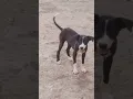 Download Lagu cute dog short video