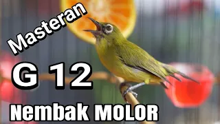 masteran pleci g12 banyu langit nembak molor panjang cocok buat masteran pancingan pleci agar bunyi 