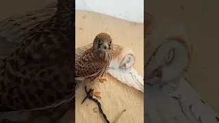 انظر كيف يقف هذا الصقر بجانب البومه سبحان الله 