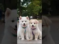 Download Lagu fluffy puppies funny video #puppy #cute #cutedog #dog #animals #pets #shorts