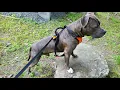 4 Month Old Pitbull Puppy