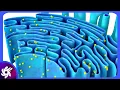 Endoplasmic Reticulum Structure and Functions What Is Endoplasmic Reticulum