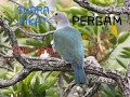 Download Lagu SUARA PIKAT BURUNG PERGAM FULL 1JAM