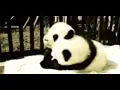 Cute panda gif