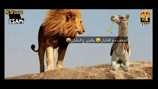 اغنىت الأسد قال الجمل نفسى اسالك سوالىن دندنها