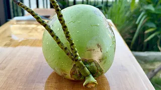 Coconut Cutting Satisfying ASMR no.68 [4K][60FPS][HDR]