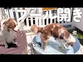 Download Lagu 無限にプールから出てこない弟と見守る姉の性格が対照的で可愛すぎました😂笑【ボーダーコリー・オーストラリアンシェパード】
