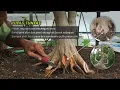 Download Lagu Tips Potong Akar Dan Batang Bahan Bonsai Agar Tidak Busuk